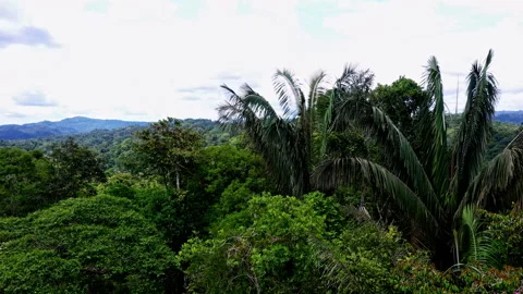 Aerial view, close up of large palm trees, ungurahua or Oenocarpus bataua Stock Footage 234937646