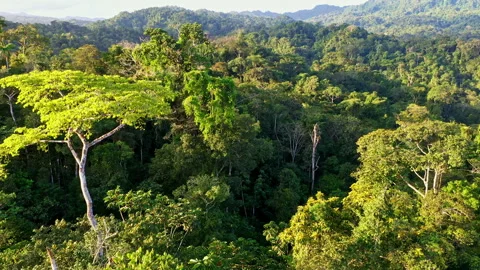 Aerial view, close up of tropical forest canopy - green nature background Stock Footage 196752802