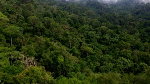 Aerial view, close up of a tropical forest or rainforest tree canopy Stockbeeldmateriaal 336862213