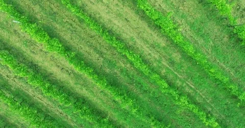 Aerial view close up of vinery rows Stock Footage 72360471