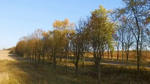 Aerial view close to young man in white helmet riding motorcycle at autumn Stock Footage 81246749
