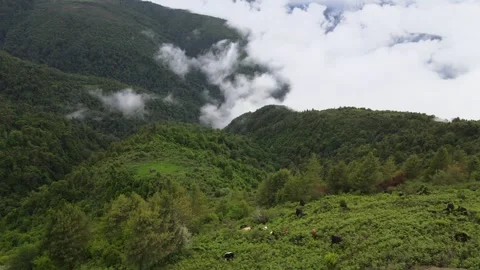 Aerial View of Cloud Covered Forested Hills at Mandala Top near Dirang Stock Footage 336794089