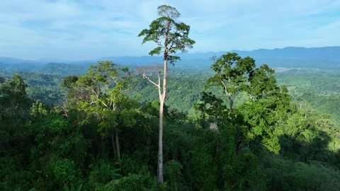 Aerial View of Cloud-Covered lush Mountains in Sajek Valley, Bangladesh Stock Footage 285288001