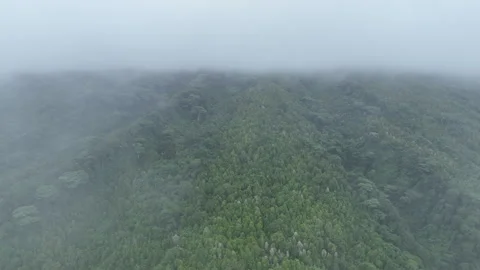 Aerial View of a Cloud Layer and Rainforest on Scenic Makian Island, Indonesia Video stock 310812117