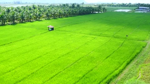 Aerial view of cloud shadows moving across on the green rice plant field Stock Footage 320046975