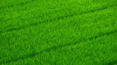 Aerial view of cloud shadows moving across on the green rice plant Stock Footage 320047082