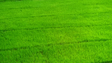 Aerial view of cloud shadows moving across on the green rice plant field Stock Footage 321043084