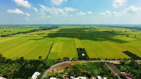 Aerial view of cloud shadows over vast yellow rice fields in Vietnam Vídeos de archivo 335859012