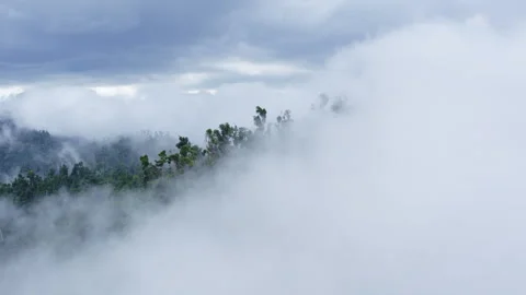 Aerial view in Clouds among the trees after a tropical downpour Stock Footage 273071748