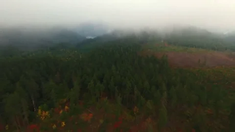 An aerial view from the clouds of a forest with a clear-cut. Stock Footage 69079349