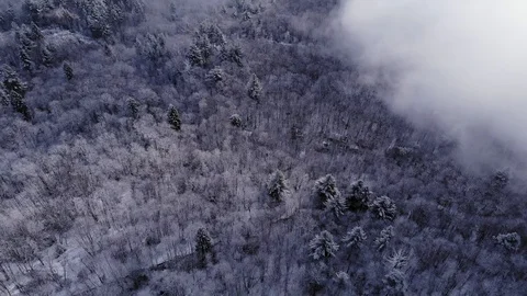 Aerial view in the clouds in the mountains above the snowy forest Stock Footage 122172913
