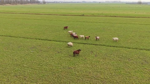 Aerial View Cluster Of Feeding Herd Near Farm Edge, Mixed Cattle And Sheep Stock Footage 337209898