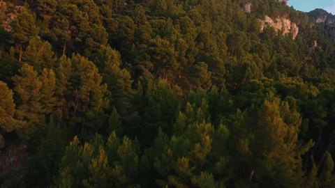 Aerial view of coastal forest lit by setting sun Stock Footage 168771477