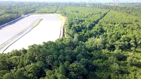 Aerial view of coastal forest in the Summer. Stock Footage