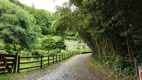 Aerial View of a Cobblestone Path Through a Bamboo Grove in Coimbra Stock-Footage 345840424