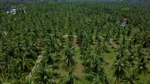 Aerial View of Coconut Palm Tree Plantation in Thailand Stock Footage 94882824