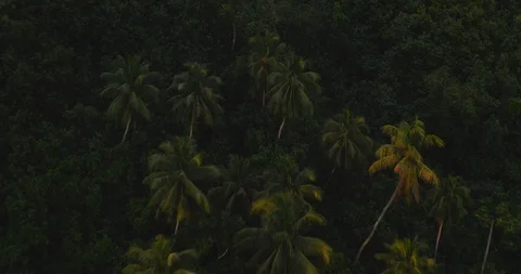 Aerial view of coconut palm trees Stock Footage 115068976