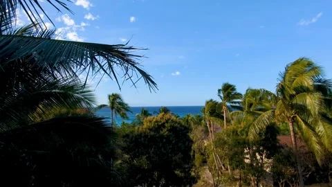 Aerial view coconut palm trees blowing in wind glimpse of blue ocean water in Stock Footage 344029149