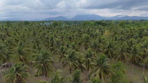 Aerial View of Coconut Palms and Mountains in Puerto Princesa Stock Footage 346284944