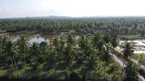 Aerial view of coconut plantation in fish pond. Stock Footage 147673053