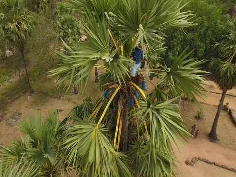 Aerial view of coconut tapper extracting juice from a palm tree- Cambodia Stock-Footage 83534325