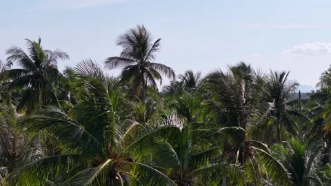 Aerial view of coconut tree canopy over paddy field Stock Footage 337717181
