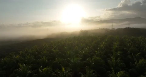 Aerial view of coconut tree field Stock Footage 263837755