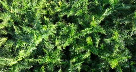 Aerial view of coconut tree field Video stock 263851510
