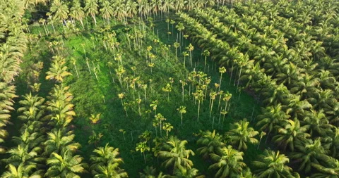 Aerial view of coconut tree field Stock Footage 272382550