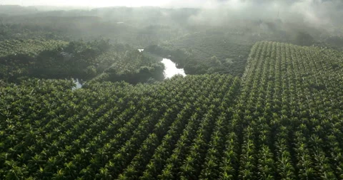 Aerial view of coconut tree field Stock Footage 272382987