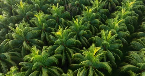 Aerial view of coconut tree field Stock Footage 273786416