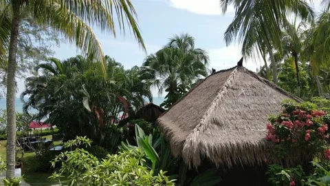 Aerial view of coconut tree, house and garden in Penang Video stock 150110507