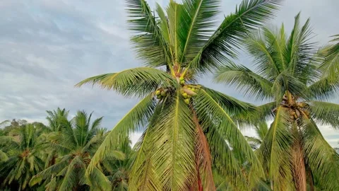 Aerial view of coconut tree plantation Stock Footage 274528752