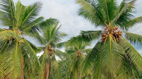 Aerial view of coconut tree plantation Stock Footage 274528802