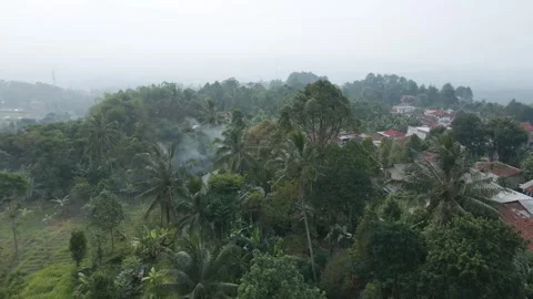 Aerial view of coconut trees 2 Stock Footage 292155949