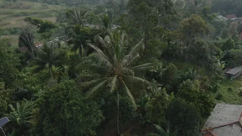 Aerial view of coconut trees 3 Stock Footage 292156708