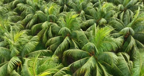 Aerial view of coconut trees field in the sunrise Video stock 328548755
