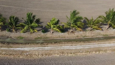 Aerial view coconut trees Vidéo 150198379