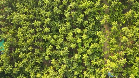 Aerial view of coconut trees Video stock 156519647