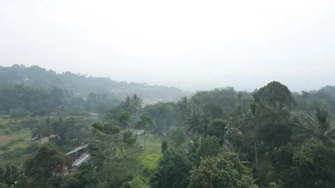 Aerial view of coconut trees Stock Footage 292153364