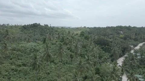 Aerial View of Coconuts Cinelike Stock Footage 246851147