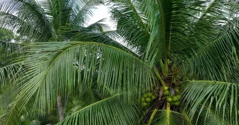 Aerial view of coconuts grow on tree Stock Footage 260693410