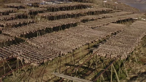 Aerial view of cod drying racks in Å in the Lofoten Islands, Norway. Видео 153921875