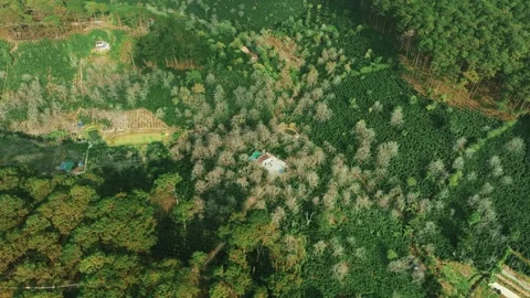 Aerial View Of Coffee and Tea Farming in the Highlands of Lam Dong, Vietnam Stock Footage 328220317