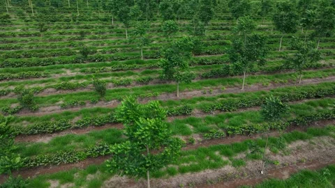 Aerial view of coffee intercropped with macadamia nuts and hardwood trees i.. Stock Footage 346417072