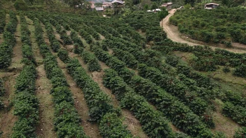 Aerial View of Coffee Rows Beside Curving Road Stock Footage 340050255