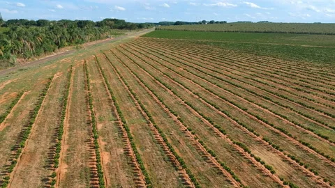 Aerial view of coffee seedlings being irrigated in the drip system Stock Footage 123984331