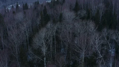 Aerial view of the cold river, rocks and forest in early winter Vidéo 146791070
