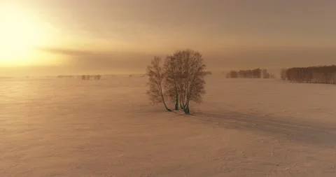 Aerial view of cold winter landscape arctic field, trees covered with frost snow Stock Footage 169974743