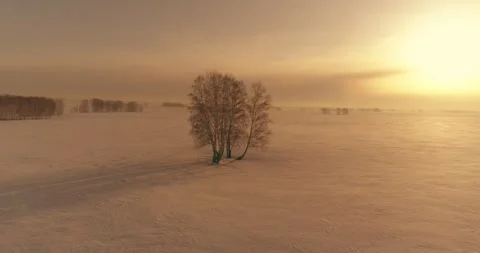 Aerial view of cold winter landscape arctic field, trees covered with frost snow Video stock 243681718